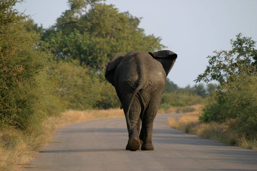 Elefant auf der Straße