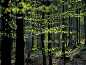 Mittels dem Rohstoff Holz wird Lyocell hergestellt.