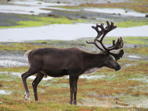Rentier im Rondane Nationalpark