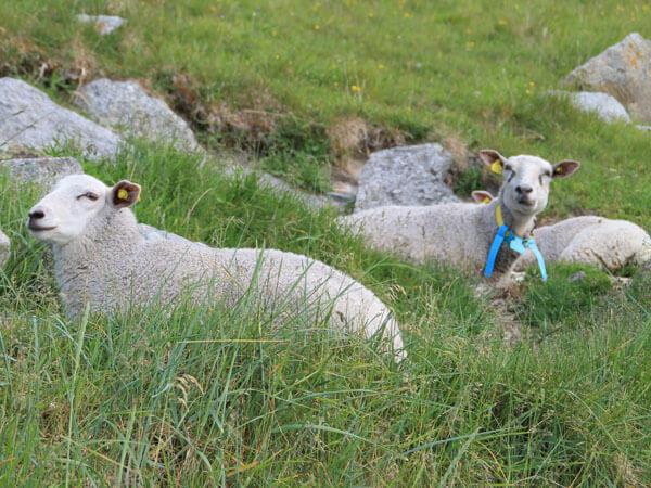 Schafe liegen im Gras