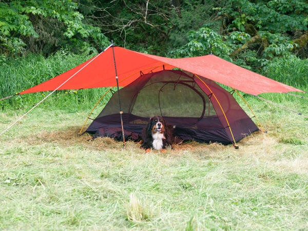 Ein Hund liegt unter einem Tarp