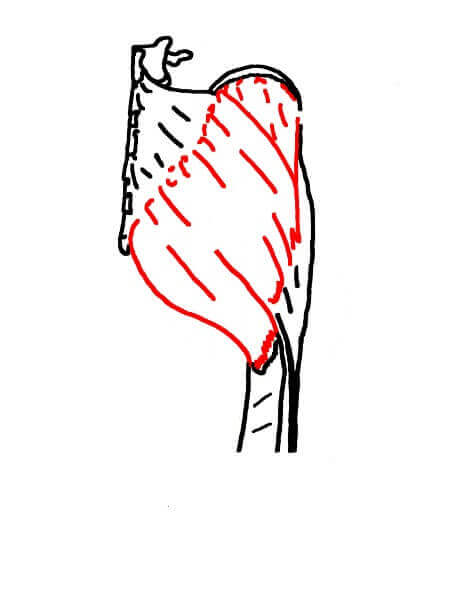Gluteus maximus
