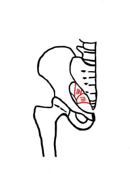 Hüftgelenk