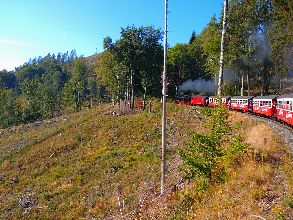 Die Dampflock der Brockenbahn fährt durch den Wald. Große Teile sind vom Borkenkäfer zerfressen.