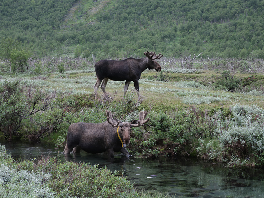 Europäische Elche (Alces alces alces) in der schwedischen Tundra.