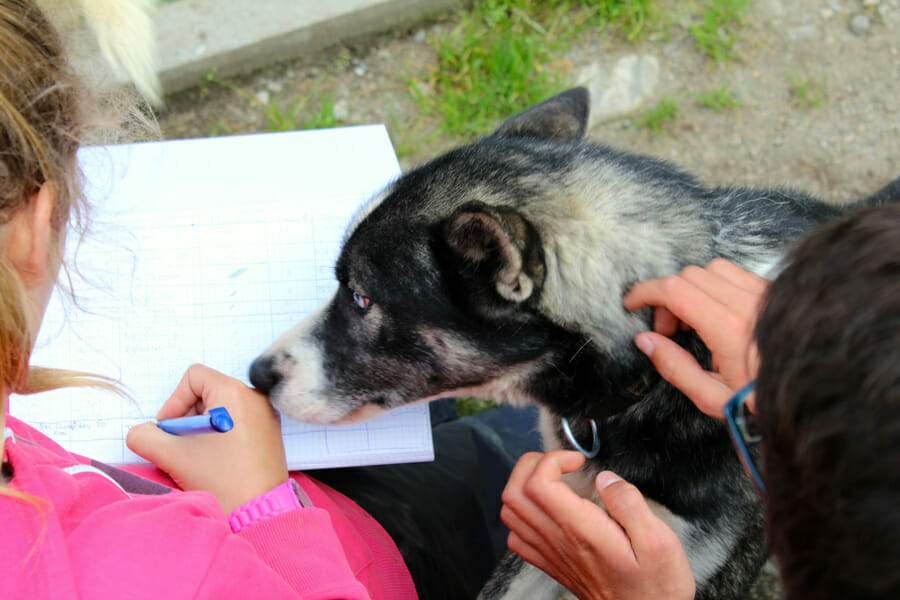 Die Schüler haben auch Kontakt mit Huskys.