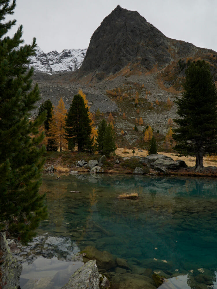 Im Herbst leuchten die Lerchen im schönen gelb.
Foto: Angela Neururer