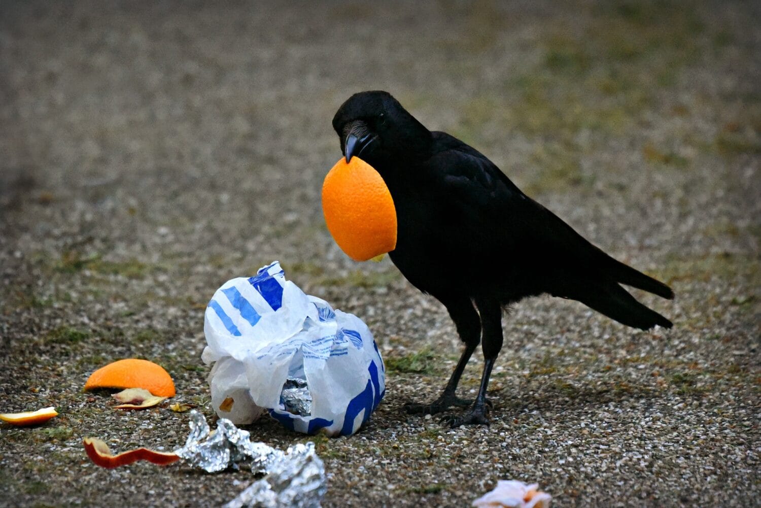 Müll auf der Straße, der von einem Vogel gefressen wird