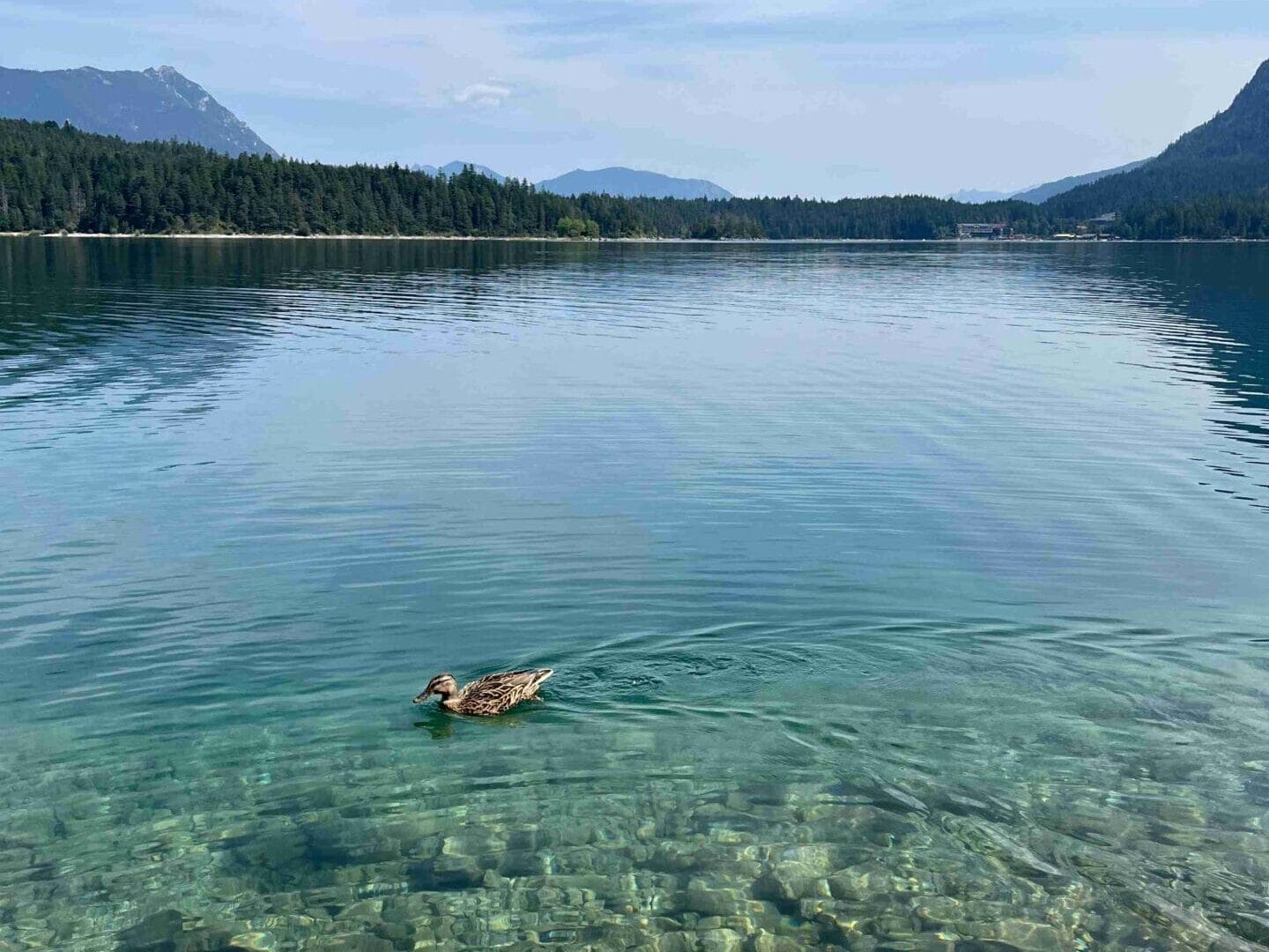 Eine Ente im türkisblauen Wasser auf dem Eibsee mit Bergen und Bäumen im Hintergrund