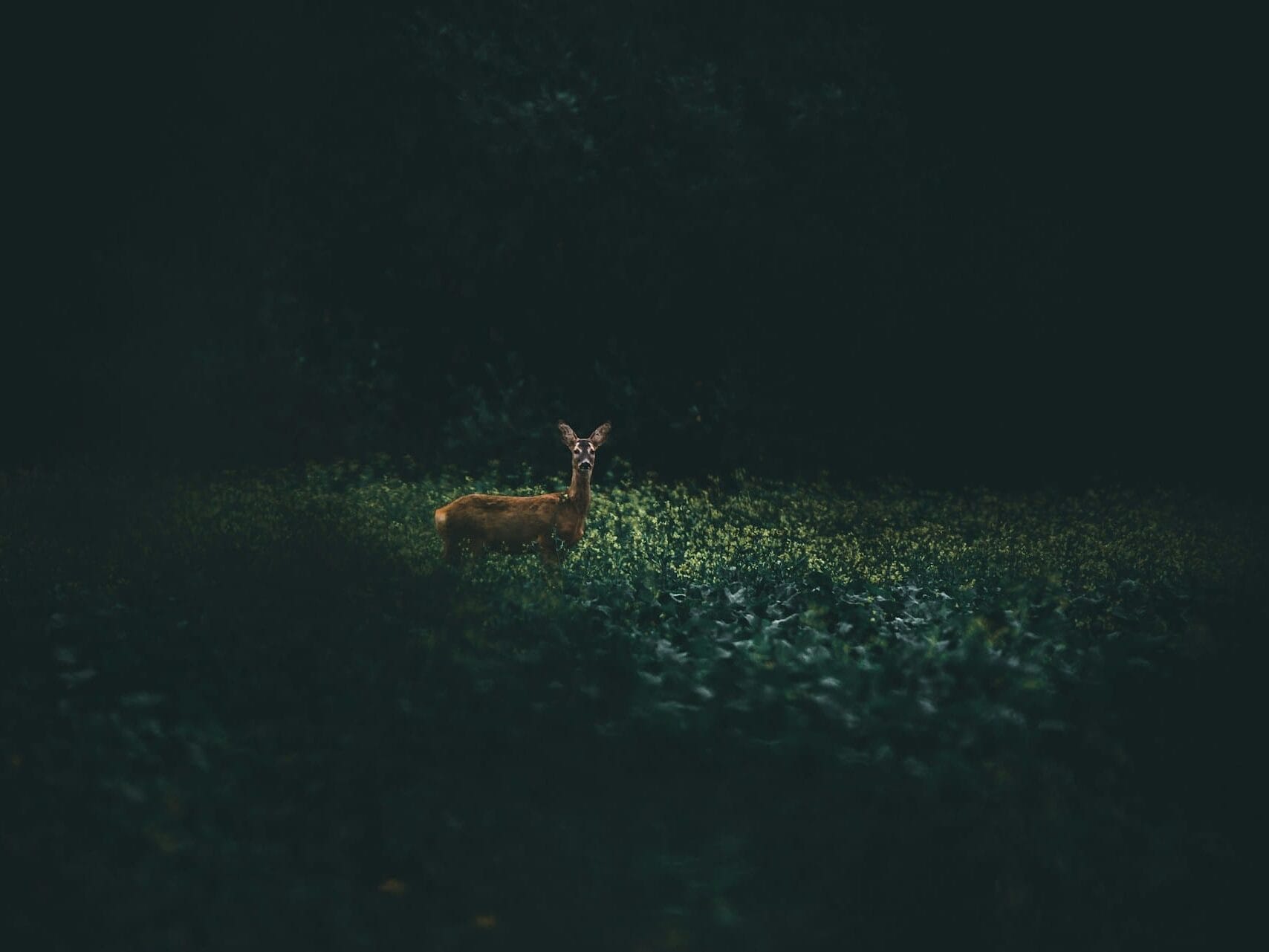 Reh im Wald bei Nacht