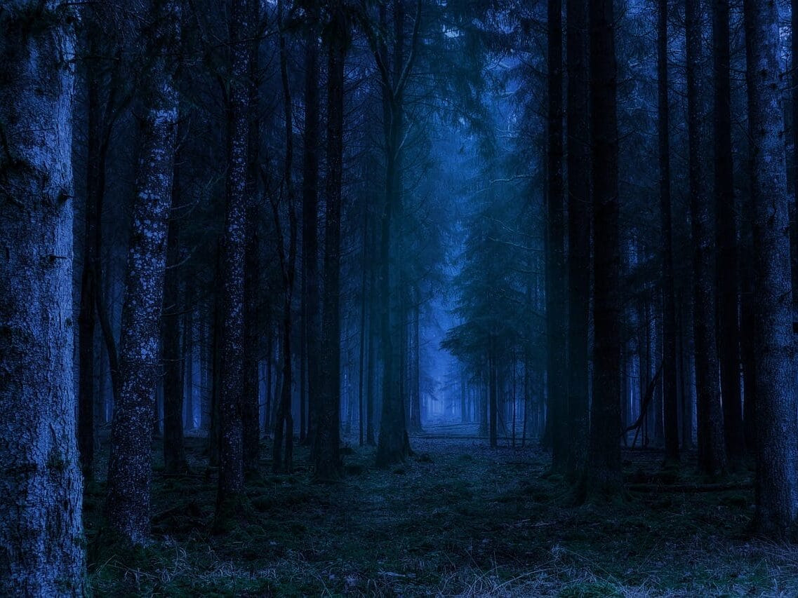 Wald bei Nacht.