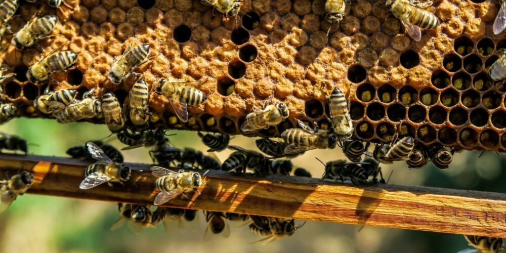 20230417_Bienenwachs_Titel