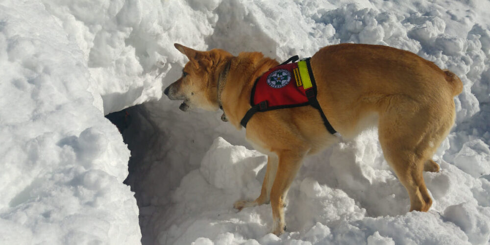 20230601_Lawinenhunde_Titel